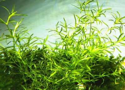 有一种水草每天是前一天的2倍 1棵变2棵 7天爆缸