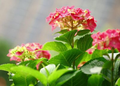 非洲堇花期时间 非洲堇花期是什么时候