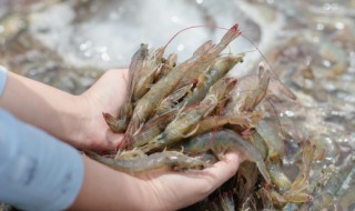 虾和牛奶能不能一起吃 虾和牛奶可以一起吃吗