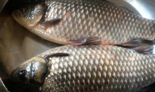 每天吃野生鲫鱼好不好 常吃野生大鲫鱼的好处和坏处