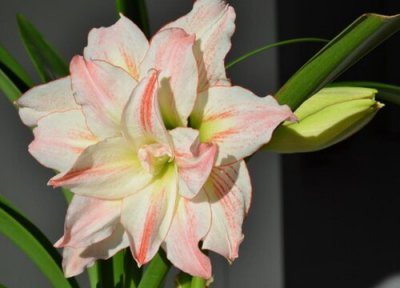 刚栽的朱顶红多久会发叶子 朱顶红叶子干枯发黄是怎么回事