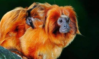 猱是什么动物 动物猱的介绍