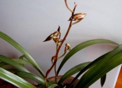 兰花用什么促花 家庭养兰花如何促芽促花