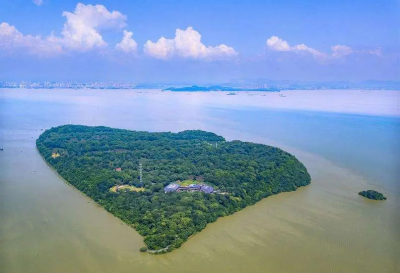 君山银针茶产于哪里 君山银针原产地岳阳的气候环境特点