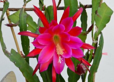 令箭荷花架子制作 手把手教你给令箭荷花扎支架