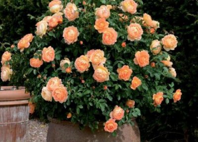 月季花叶斑病怎么治 月季花叶斑病如何进行修剪