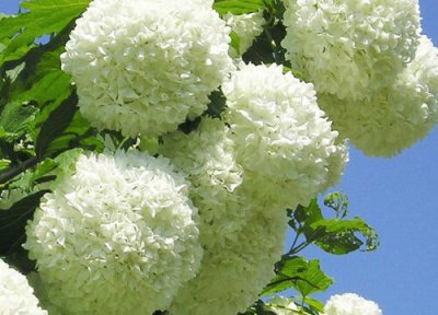 绣球花插花瓶怎么养护 插瓶方法和注意事项