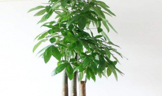 招财树的摆放禁忌 招财树摆放的讲究