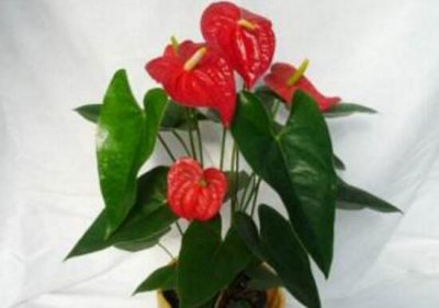 红掌的风水寓意是什么意思 红掌放在家中什么位置风水好