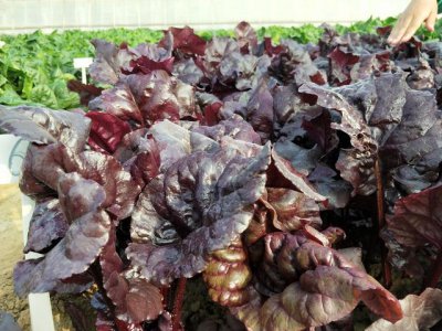 自制叶面肥的配方以及含量 烂果蔬菜叶自制种菜养花叶面肥