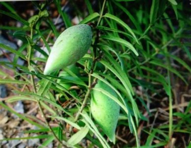 地梢瓜特点 地梢瓜的功效与作用