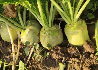 芥菜疙瘩亩用种量 芥菜疙瘩亩产量多少斤