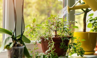 嘉兴室外植物墙有哪些 室外植物墙具体有哪些