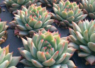 阴雨天多肉需要补光灯吗 秋季阴天多肉多如何防徒长