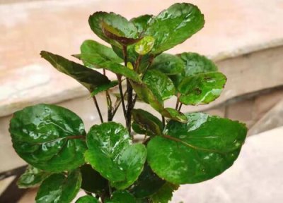 金钱兜的风水禁忌及摆放位置 风水寓意与作用