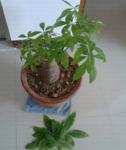 发财树叶子发蔫下垂怎么办 发财树枝叶下垂打蔫怎么回事