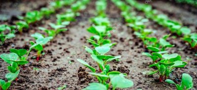 萝卜打什么封闭除草剂 青萝卜地用什么药除掉杂草