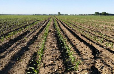 玉米底肥啥复合肥最好 种植玉米底肥用什么复合肥产量高