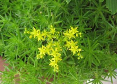 垂盆草会开花吗 开花长什么样子 图片