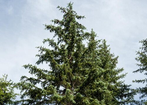 云杉是乔木还是灌木植物