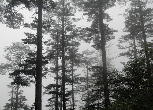 云杉是乔木还是灌木植物