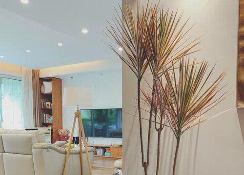 夏天怎么养千年木生长旺盛