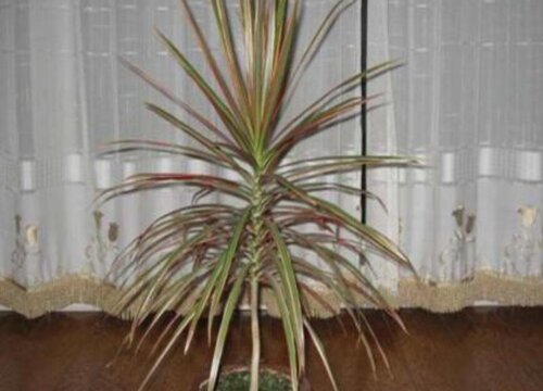 夏天怎么养千年木生长旺盛