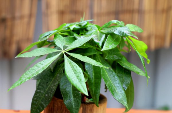 发财树叶子发黄怎么处理补救