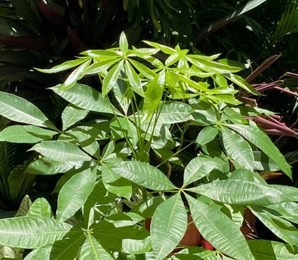 发财树叶子发黄怎么处理补救