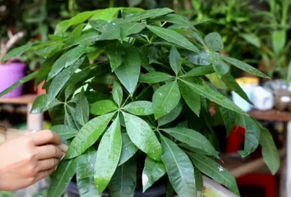 发财树叶子发黄怎么处理补救