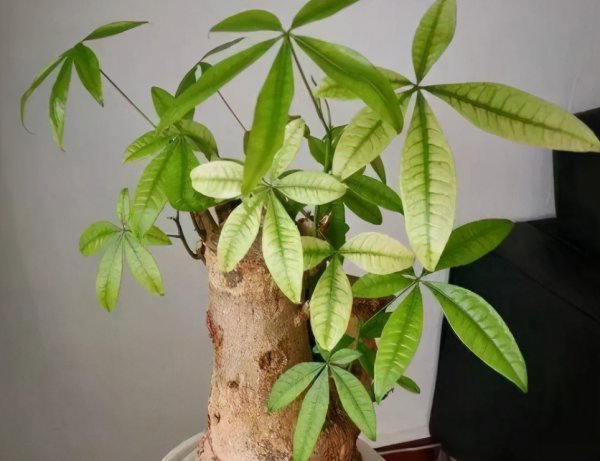 发财树叶子发黄怎么处理补救