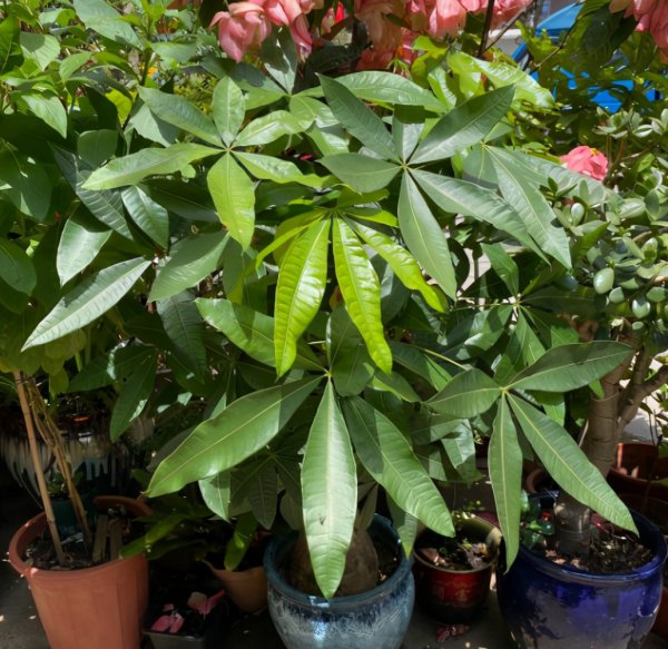 发财树叶子发黄怎么处理补救