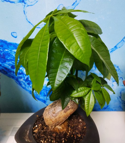 发财树叶子发黄怎么处理补救