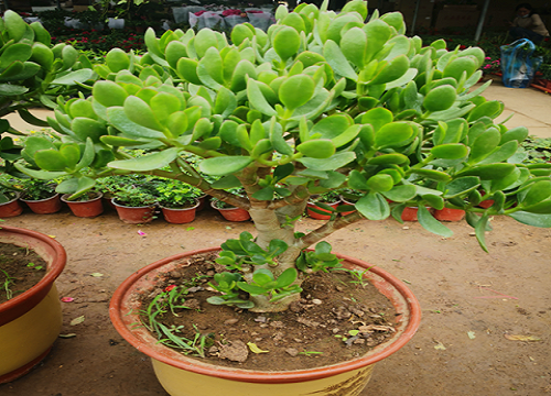 玉树长出畸形叶片是什么原因