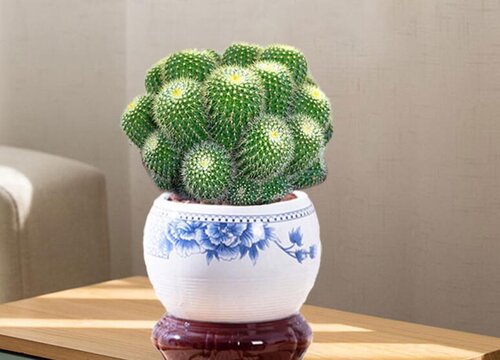 仙人掌如何养护长得粗壮