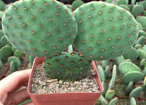 仙人掌如何养护长得粗壮