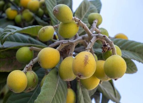 枇杷是热带水果吗