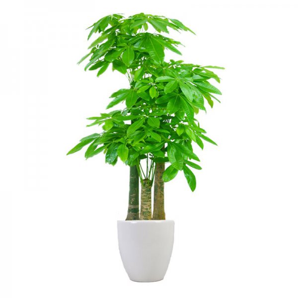 自己亲人搬家送什么礼物好