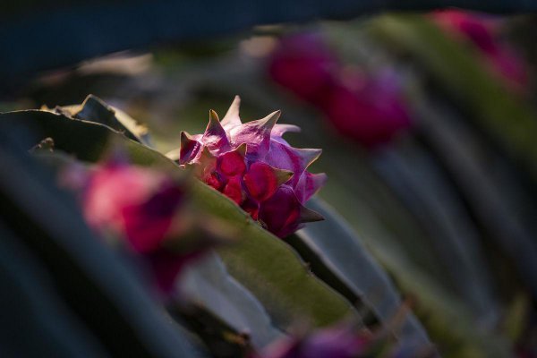 自己亲人搬家送什么礼物好