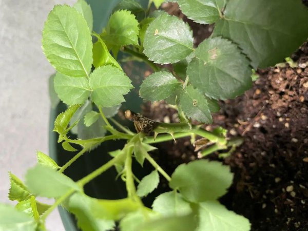 月季黑杆的原因及补救方法