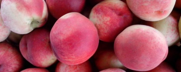 毛桃是凉性还是热性的