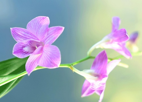 石斛花什么时候开花