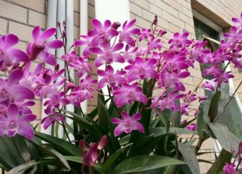 石斛花什么时候开花