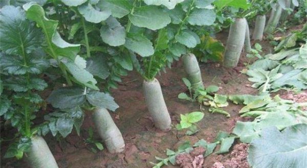 幼苗期的萝卜该如何追肥