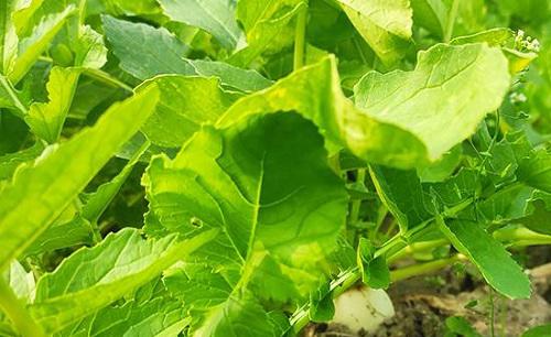 幼苗期的萝卜该如何追肥