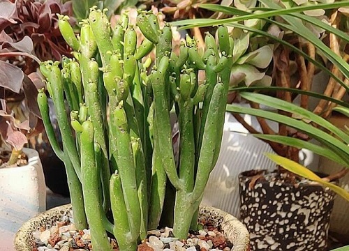 光棍树开花是什么样子