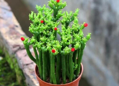 光棍树开花是什么样子