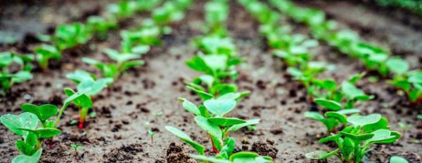 幼苗期的萝卜该如何追肥