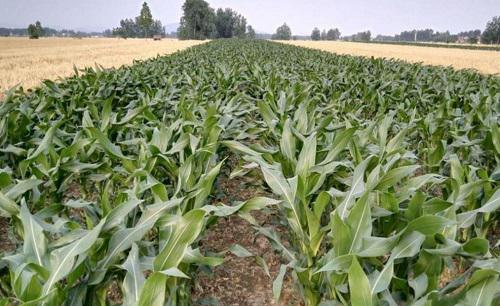 鲲玉8号玉米品种简介