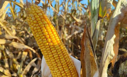 鲲玉8号玉米品种简介